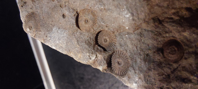 Möglich das dies Fossile sind ?!