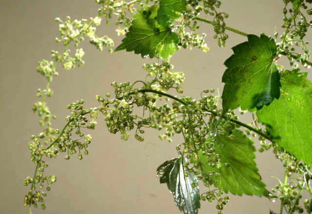 Hopfen-männliche-Blüte.jpg