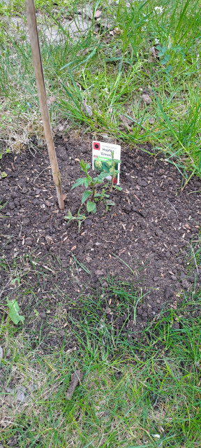 20250413_122703.jpg (1.44 MiB) 8062 mal betrachtet Mitte April