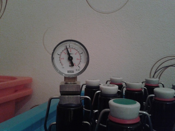 Die Hefe scheint jedenfalls gut in der Flasche zu arbeiten.