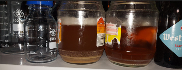 harvested yeast.jpg
