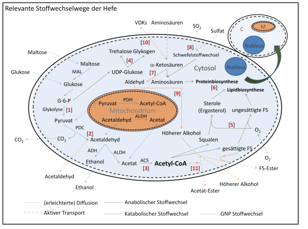 Stoffwechsel der Hefe - Sven Schönenberg.png