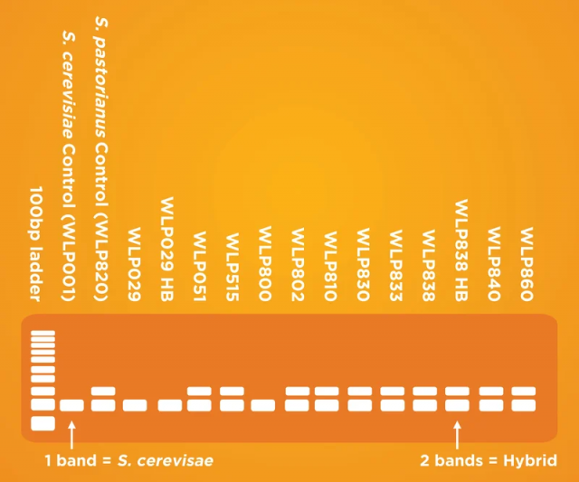 White Labs Strains.png