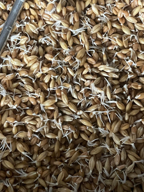 gekeimte Gerste-Weizen-Mischung.jpg