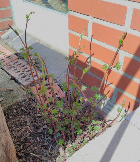 2026-03-21 Hopfentriebe.jpg