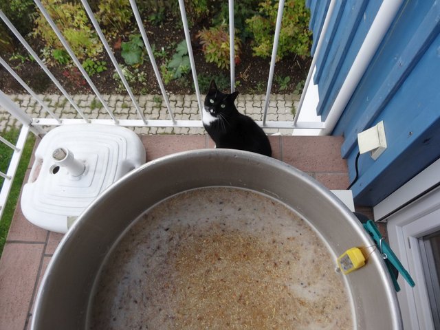 Eine unsere Katzen hat ein waches Auge auf die Maische, damit sie nicht anbrennt ;-)