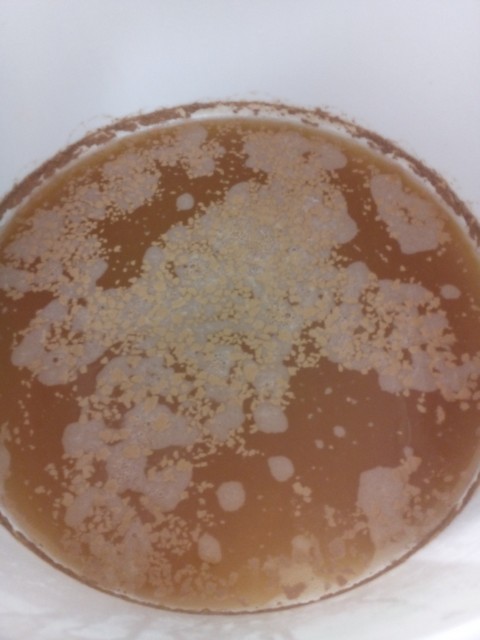Gärbild Weißbier