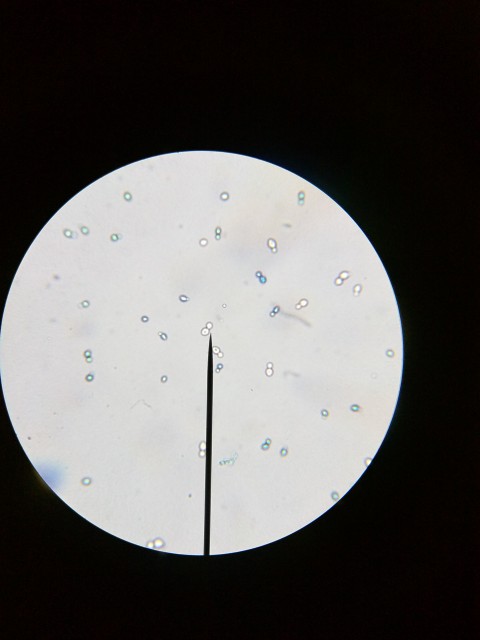 Mikroskopbild