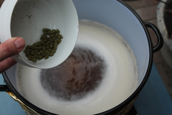 Erste Hopfenhabe