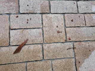ImageF47.jpg