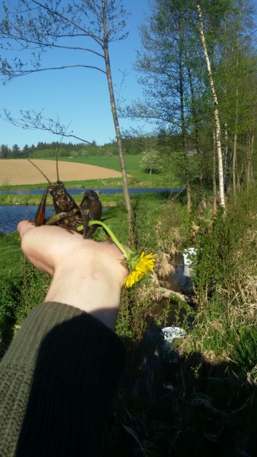 Muttertagskrebs.jpg