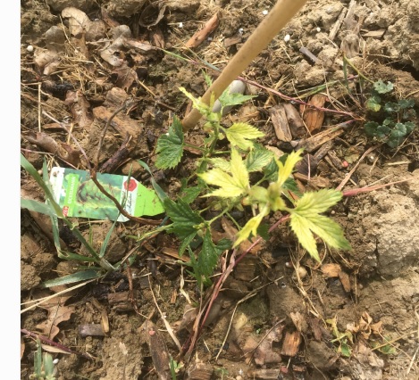 hopfen16.jpg