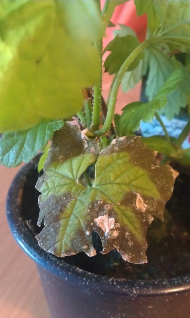 IMAG0474.jpg