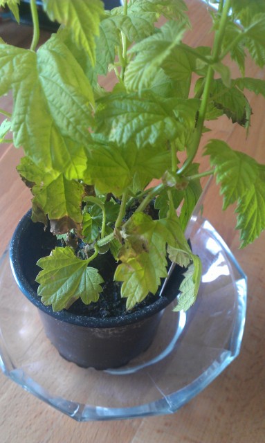 IMAG0486.jpg