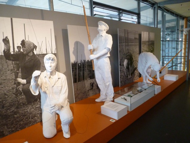 Hopfenbauern bei der Arbeit. Da Hopfengestelle im Winter aufgebaut werden ist das noch immer eine schwere Arbeit.