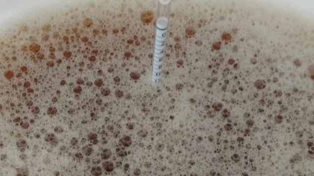 Verdünnung auf 13°Plato, 19,6 Liter mit Danstar Nottingham angestellt