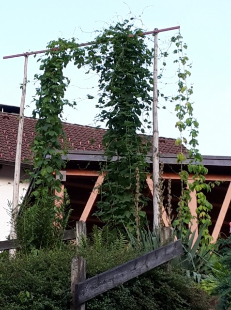 Hopfen 2016-2.jpg