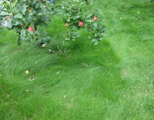 no_lawn_mower.jpg