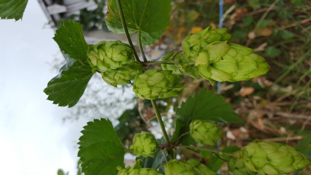 20160829_123742.jpg