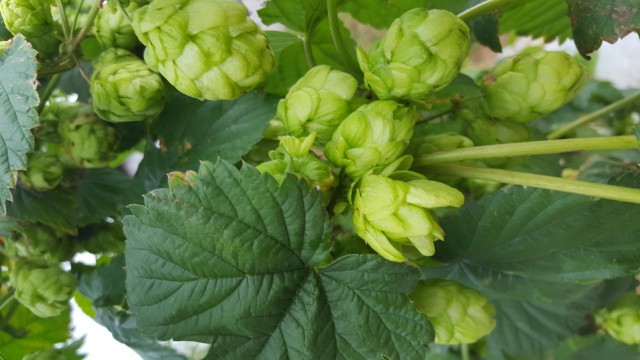 20160829_123902.jpg
