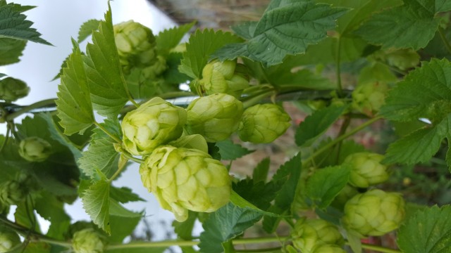 20160829_123909.jpg