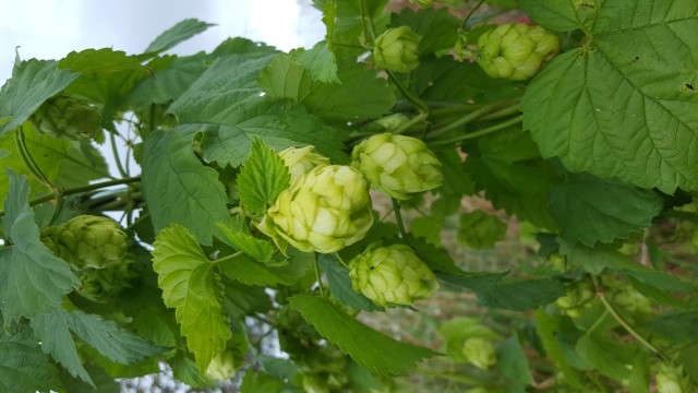 20160829_123920.jpg