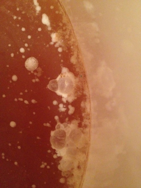 weissbier2.jpeg