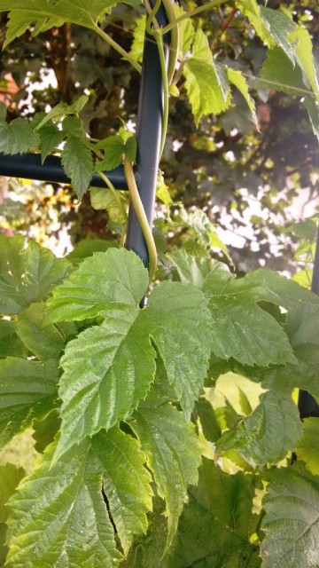 hopfen2.jpg