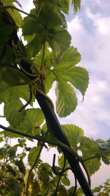hopfen3.jpg