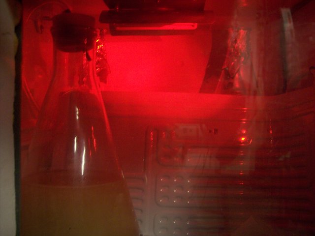 RED_LED.jpg
