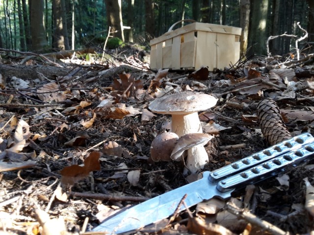 Steinpilze 16.10.2016-1.jpg