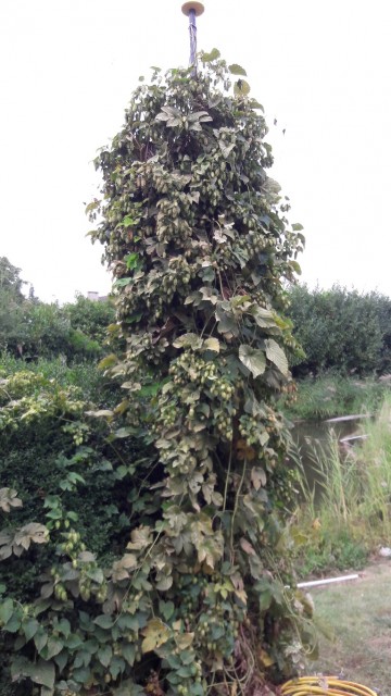 08. Eigene Hopfen.jpg (402.63 KiB) 2825 mal betrachtet Die eigene Hopfen, werden aber für Brauen nicht benutzt. Aromatisch waren die aber.