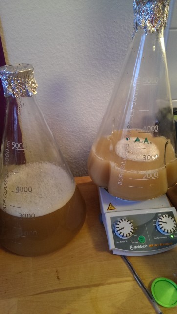 Nach dem Abkühlen im Wasserbad, der Hefegabe und kräftigem Schütteln zum Belüften steht der Sud nun zum Fermentieren in der Küche (linker Kolben). Der rechte Kolben (auf dem Magnetrührer) ist der Hefestarter für den nächsten Sud am 1. Januar.