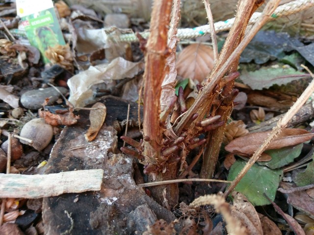 erwachen.jpg (702.89 KiB) 4983 mal betrachtet Hopfen erwacht 2017