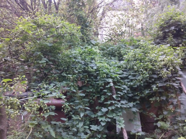 hopfen2016.jpg (598.62 KiB) 4983 mal betrachtet So sah es aus 2016