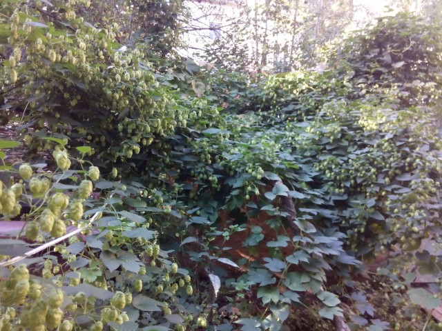 hopfenpracht.jpg (564.98 KiB) 4983 mal betrachtet Ein Traum in grün