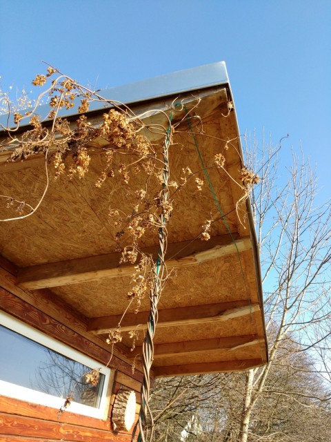 2.jpg (485.87 KiB) 4699 mal betrachtet ist aber auch noch zart und klein das Pflänzchen