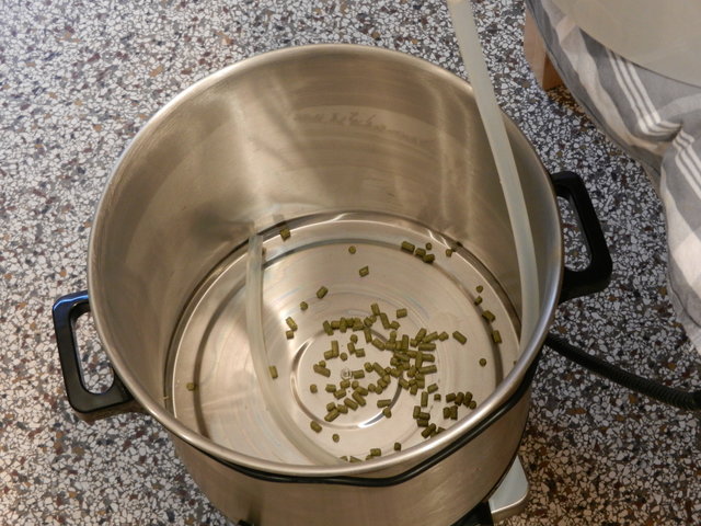 Vorderwurzehopfung_2.jpg