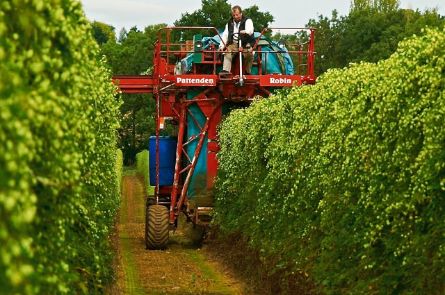 Picking the hops for the Project Green ale.jpg