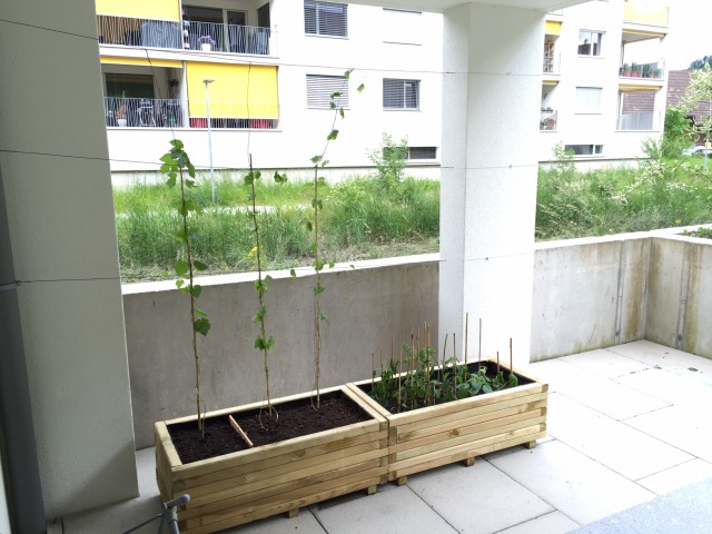 IMG_3462.JPG (691.73 KiB) 16356 mal betrachtet Pflanzkübel