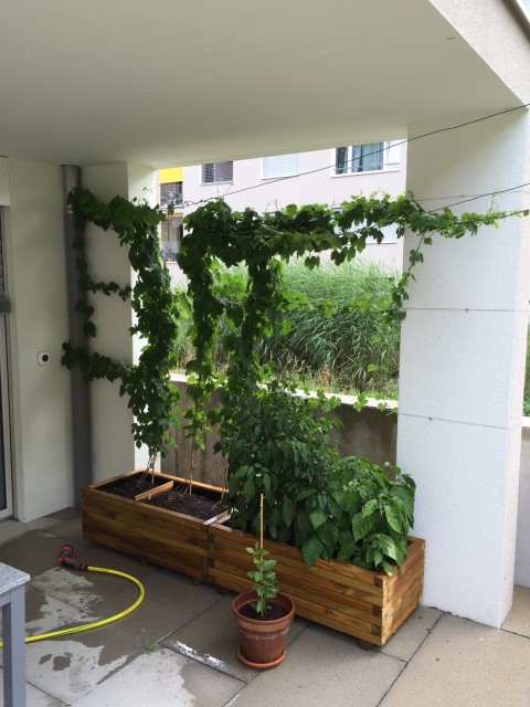 IMG_4278.JPG (822.02 KiB) 16356 mal betrachtet Wachstumsphase