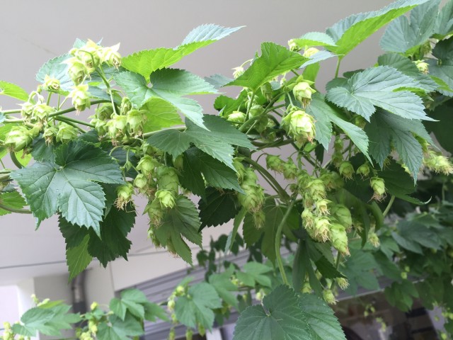 IMG_4404.JPG (680.62 KiB) 16356 mal betrachtet Doldenbildung