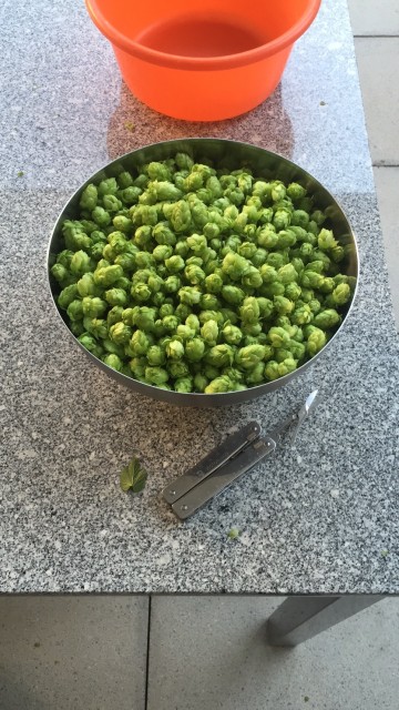 IMG_4654.JPG (724.5 KiB) 16356 mal betrachtet Ernte