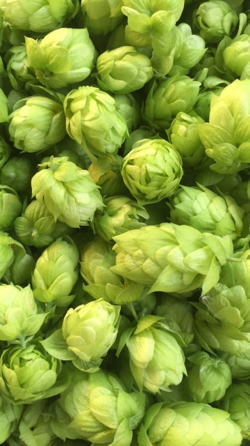 IMG_4655.JPG (501.06 KiB) 16356 mal betrachtet Detailansicht Dolden