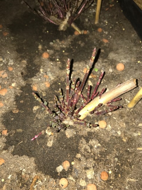 IMG_6020.JPG (865.04 KiB) 16045 mal betrachtet Frühlingserwachen Cascade