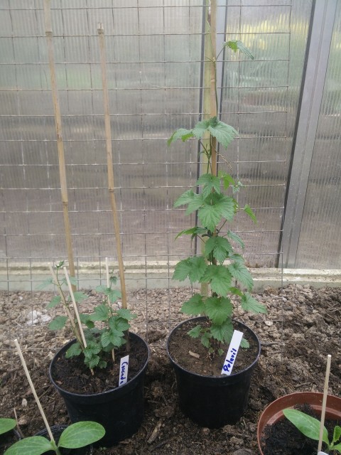 k-IMG_20170407_161646.jpg (645.3 KiB) 12776 mal betrachtet Meine 2 Pflanzen. Cascade und Polaris