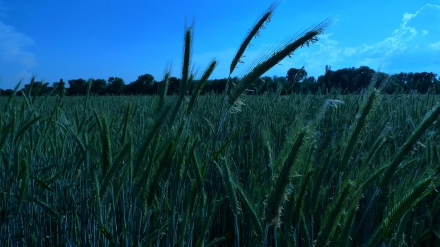 K1600_P1130123.JPG