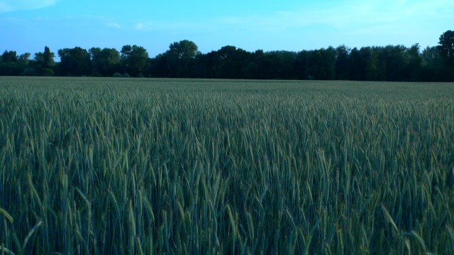 Und das ganze noch mal in der Abendsonne