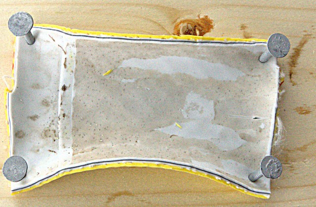 schlauchuslongus.jpg