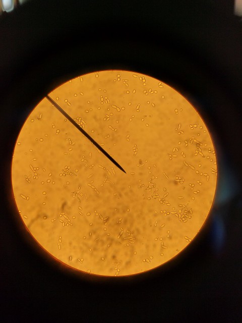 Mikroskop_400fach